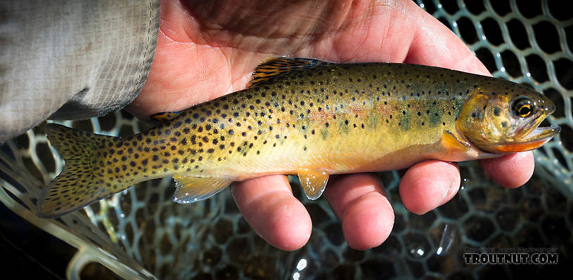 My first westslope cuttthroat, up close From Mystery Creek # 199 in Washington.