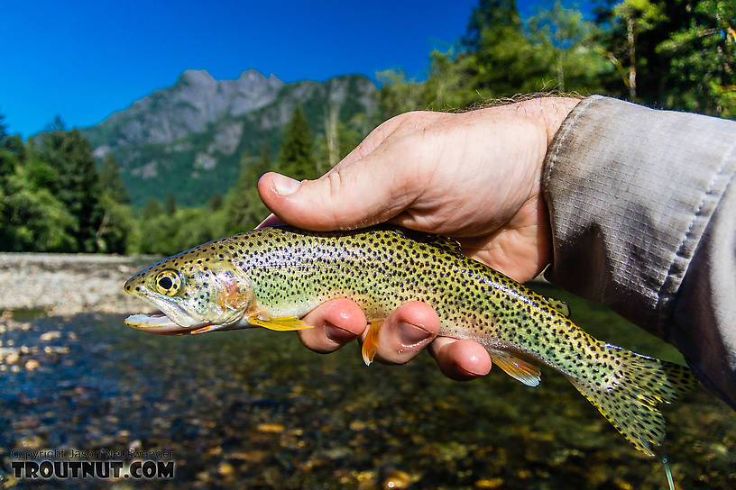 Pretty little coastal cutthroat trout From the Middle Fork Snoqualmie River in Washington.