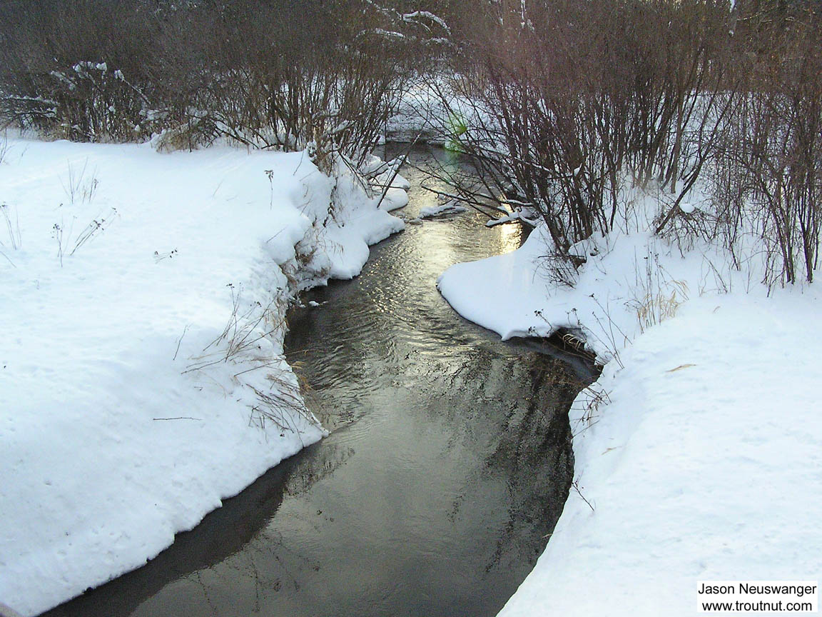 This tiny spring creek is extremely fertile, and I sampled many interesting insects I didn't find anywhere else.  The water was completely open even though other nearby spring creeks were frozen over and the snow was three feet deep. From Schacte Creek in Wisconsin.