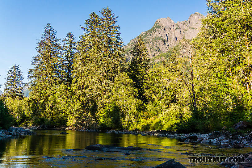  From the Middle Fork Snoqualmie River in Washington.