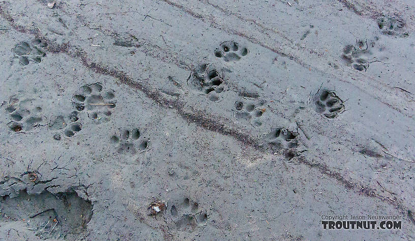 Mountian lion tracks in the mud on a gravel bar From the Middle Fork Snoqualmie River in Washington.