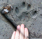 Closeup of a mountain lion track From the Middle Fork Snoqualmie River in Washington.