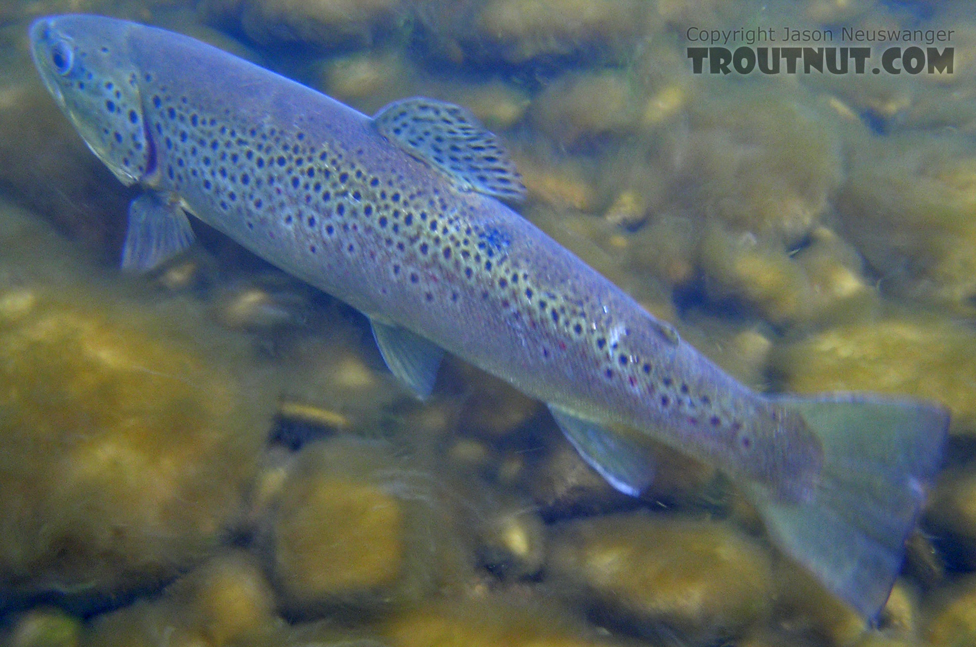 Here's my first trout of 2005, a 17-inch brown, photographed underwater after release. From the Beaverkill River in New York.