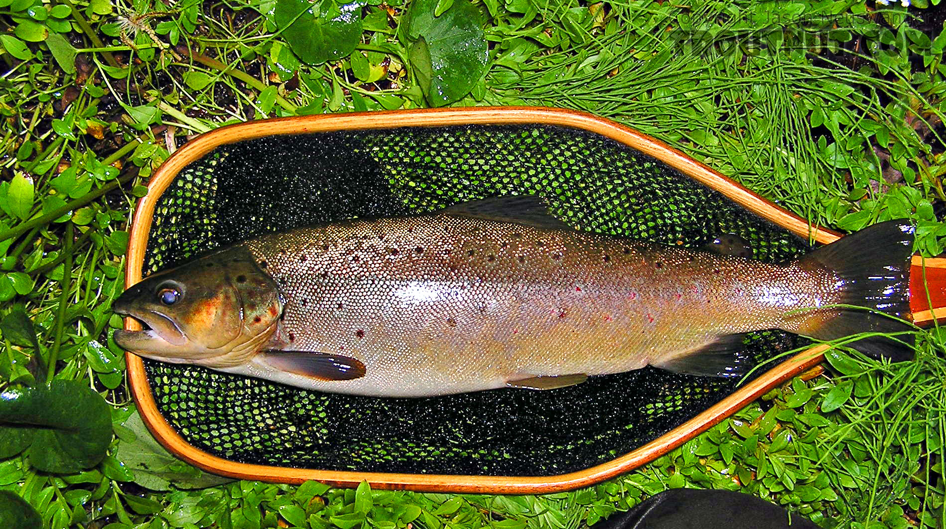 After the Hex hatch has been going for a few days, it doesn't take much to get some big fish working.  This 18 inch brown revealed himself with one or two rises to sporadic bugs during a dud of a dun emergence. From the Namekagon River in Wisconsin.