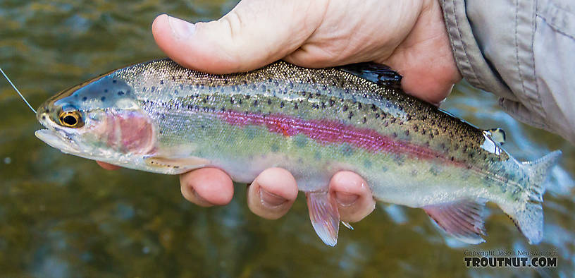 Small rainbow with an exceptionally vivid stripe From the Yakima River in Washington.