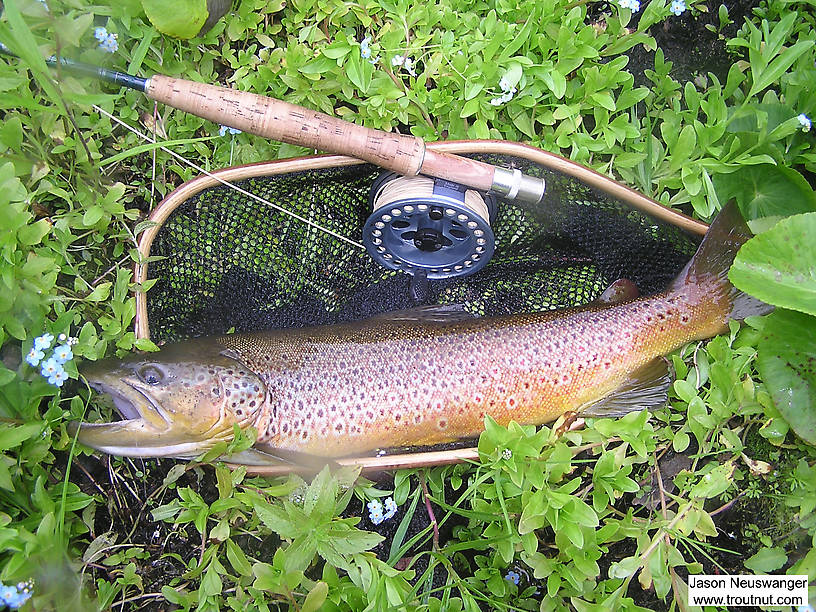 This beautiful 20 inch brown trout took a dry fly placed very tight against some overhanging alders. I was proud of that cast even before the trout smashed my fly. This brown is so vibrantly colored that as I caught glimpses during the fight I began to wonder if it was not a brown, but a monster brook trout.  It turned out to be a very bright red/gold brown trout.  The picture, fine as it is, doesn't do the trout justice. From the Namekagon River in Wisconsin.