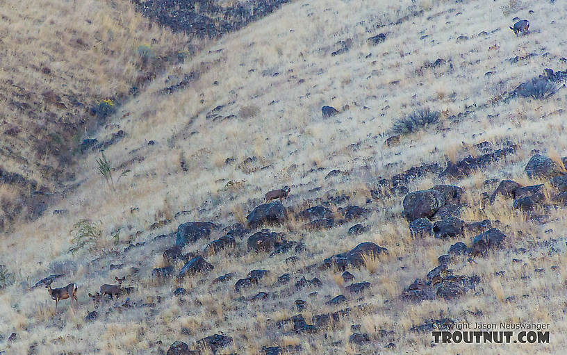 Mule deer on a hillside above the Yakima From the Yakima River in Washington.