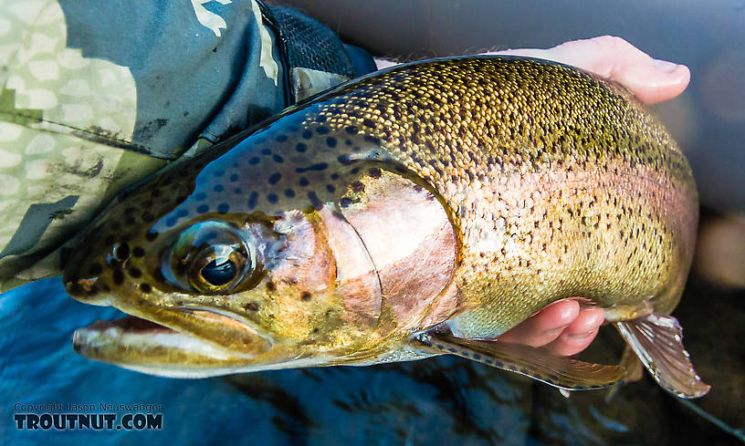Closeup of the 20-incher From the Yakima River in Washington.