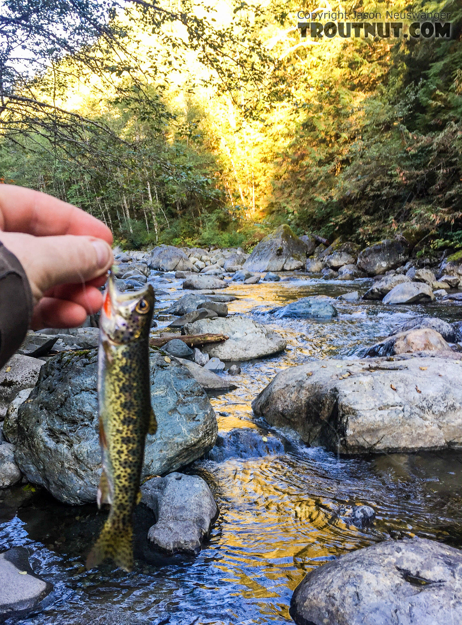  From the Taylor River in Washington.
