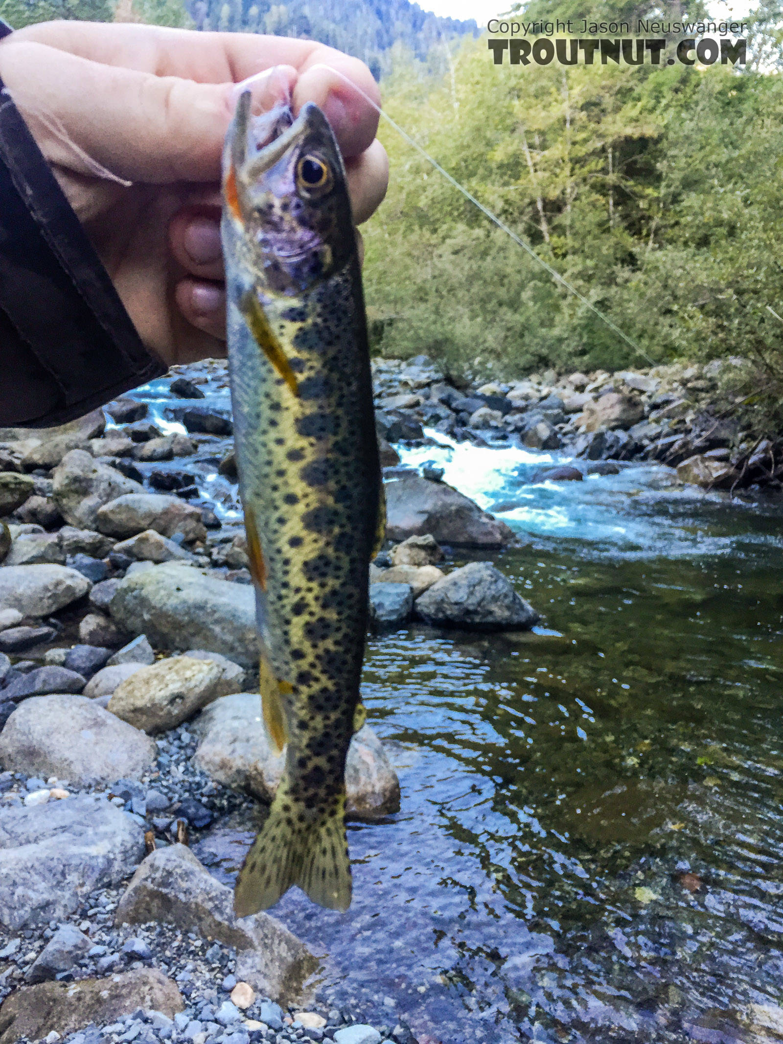  From the Taylor River in Washington.