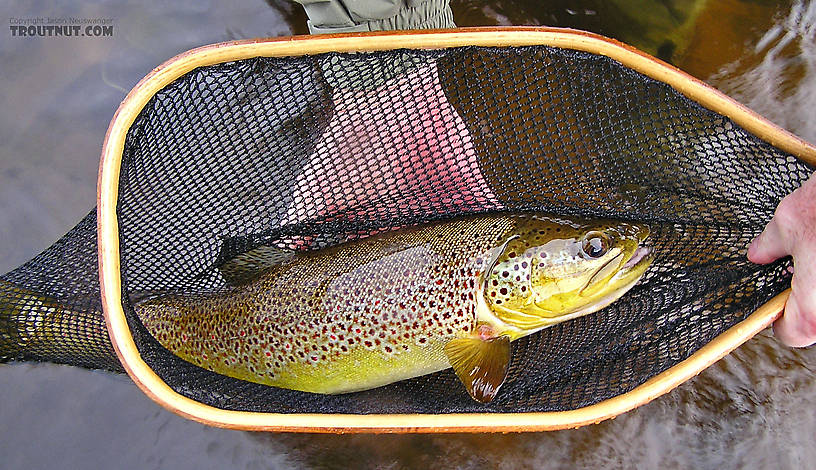 My dad caught this 20 inch brown on a sulphur nymph I tied. From the Namekagon River, Guillotine Hole in Wisconsin.