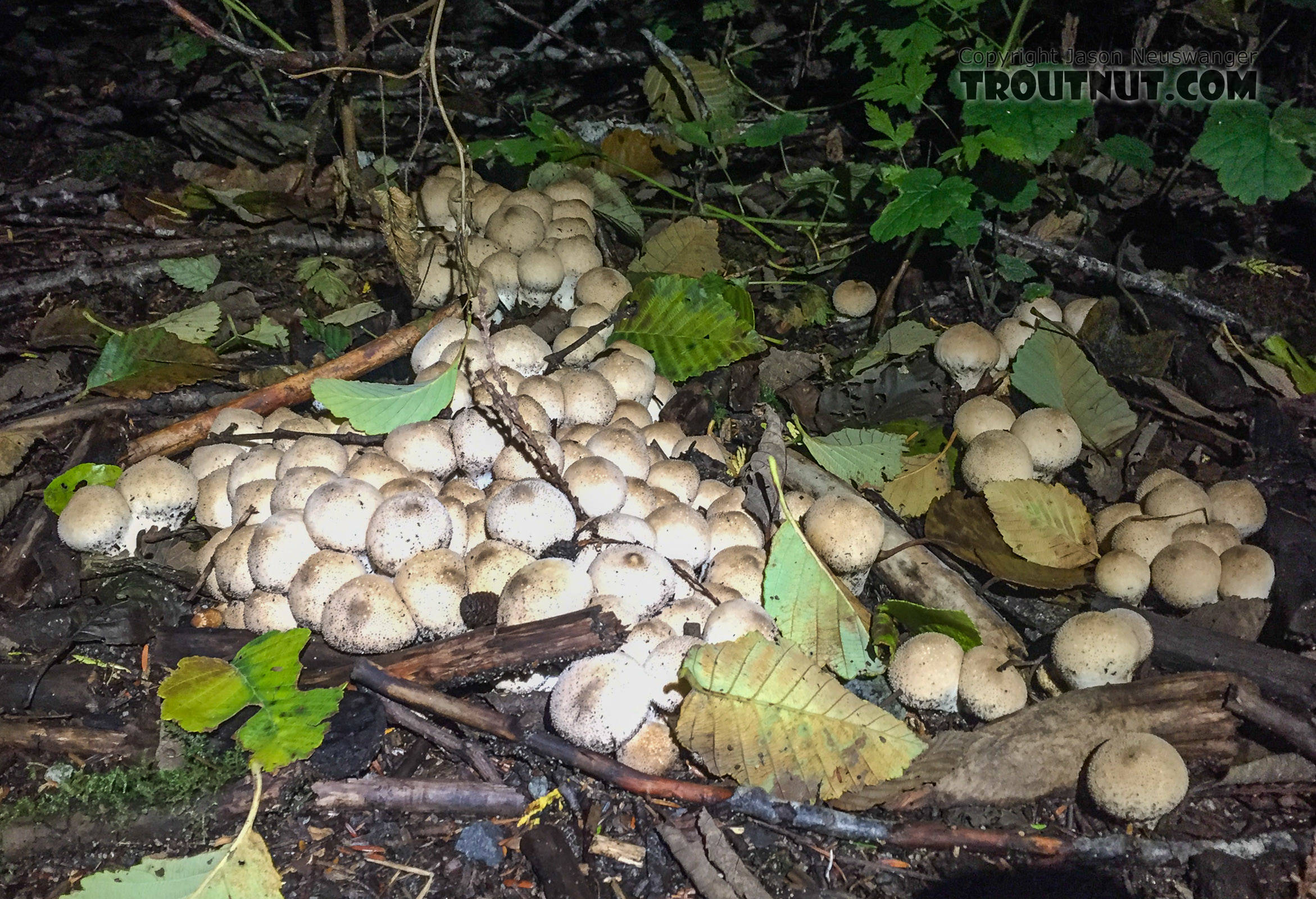 Big patch of edible puffballs. From the Taylor River in Washington.