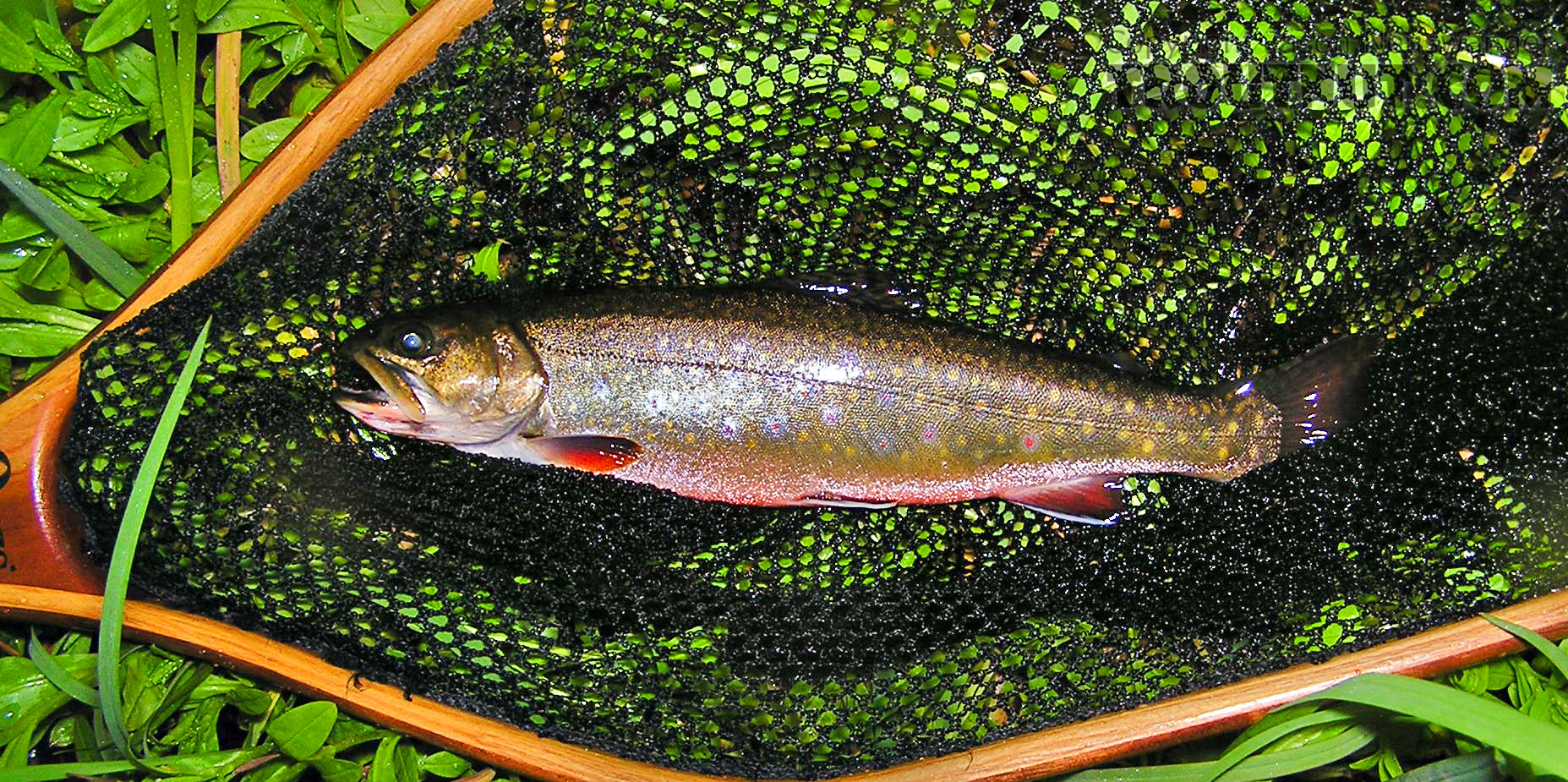 Here's a beautiful little brook trout in the 9 inch range. From the Namekagon River in Wisconsin.