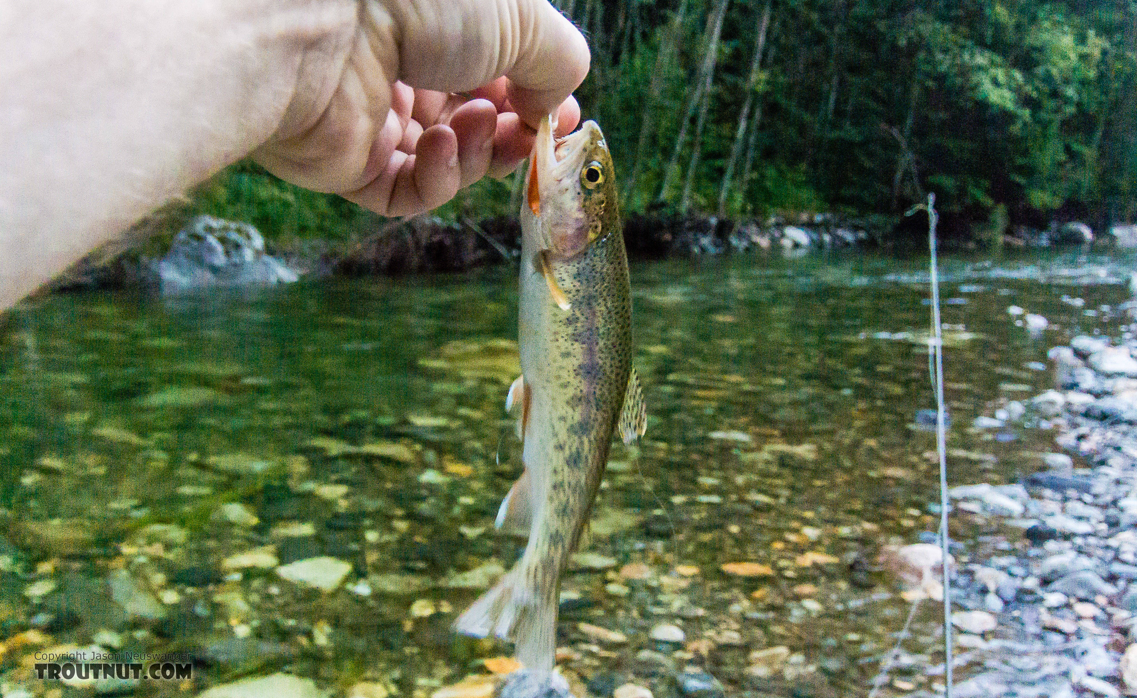Pretty little Coastal Cutthroat. From the South Fork Snoqualmie River in Washington.