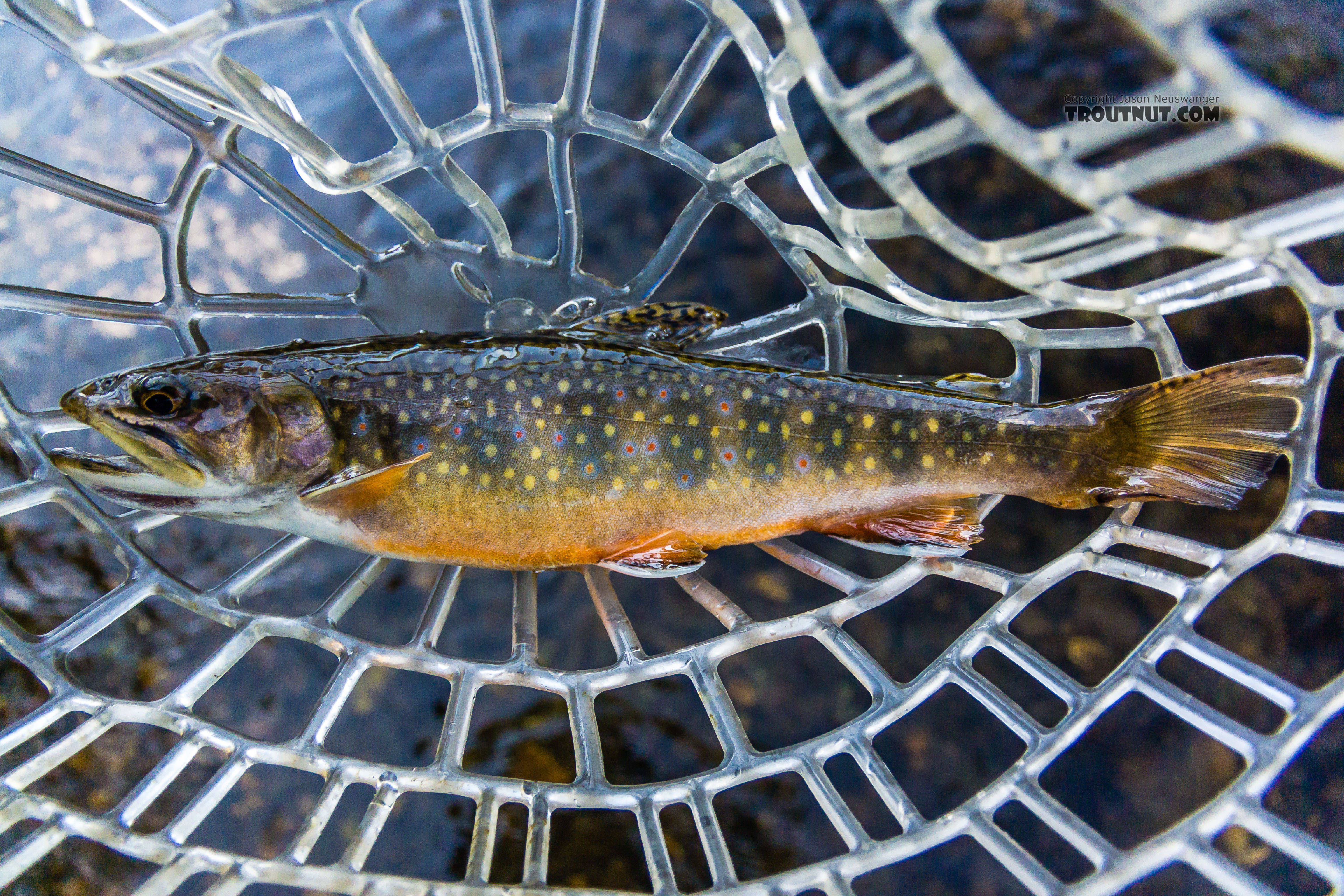One of two nonnative Brook Trout I caught in this stream that held mostly Westslope Cutthroat. From the South Fork Manastash Creek in Washington.