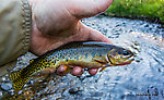 Pretty Westslope Cutthroat From the South Fork Manastash Creek in Washington.