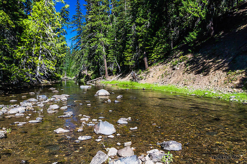  From the Little Naches River in Washington.