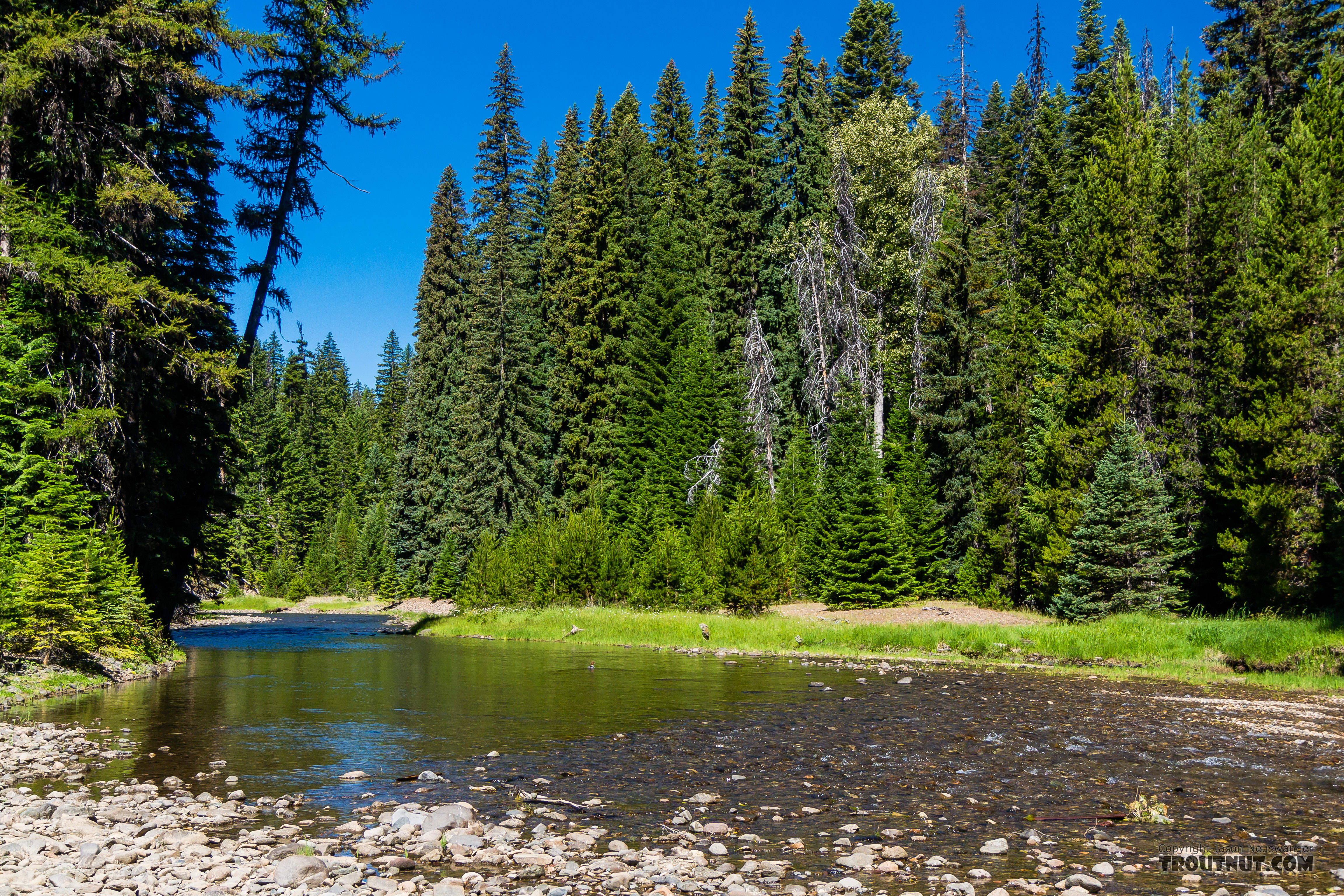  From the Little Naches River in Washington.