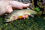 So far I've only really chased Westslope Cutthroat in small streams. Two fish around 11-12" from this stream were my biggest yet. The other one squirmed away from my gentle grip before I could get a photo. From Mystery Creek # 211 in Washington.