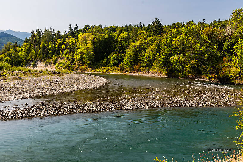  From the Elwha River in Washington.