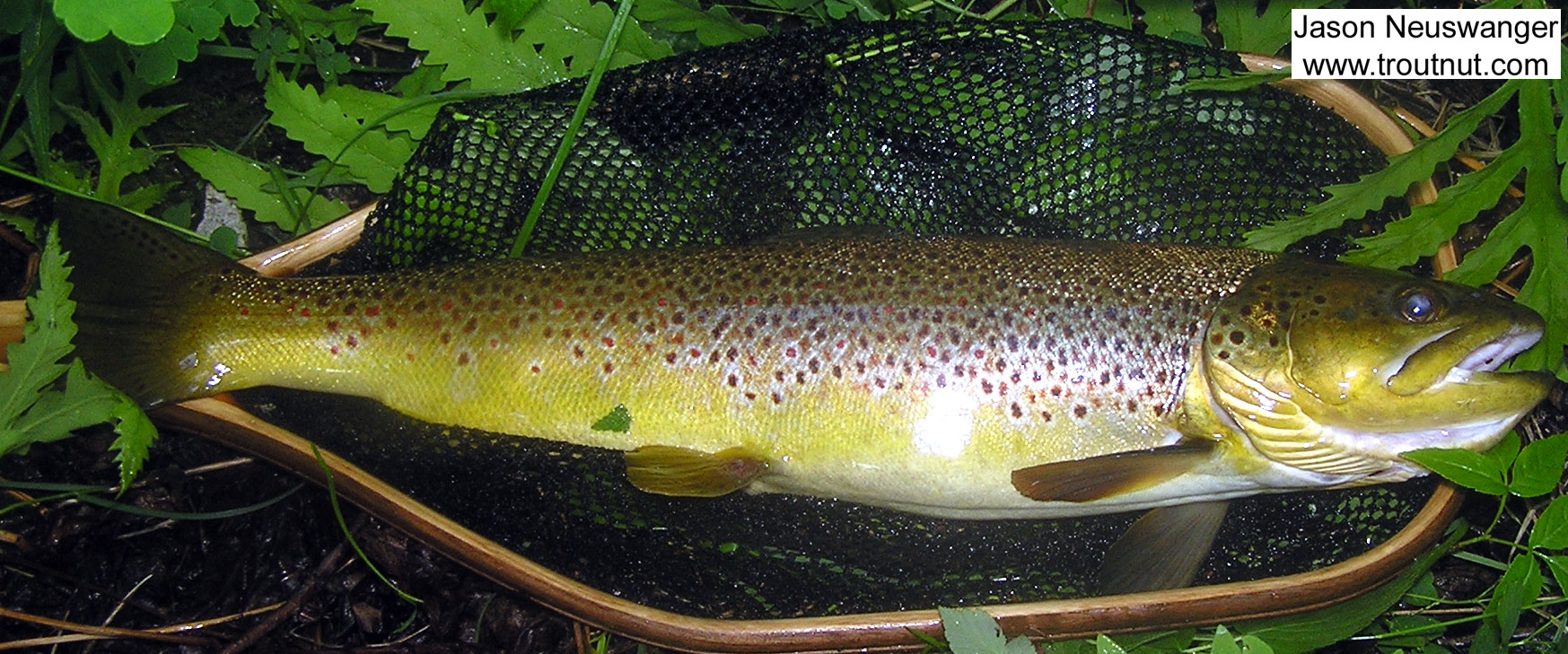 This beautiful 21 inch brown was the first of several nice trout I caught in the best night of Isonychia fishing I've ever had. She smashed a big dry fly off the surface and fought like a nuclear submarine. From the Namekagon River in Wisconsin.