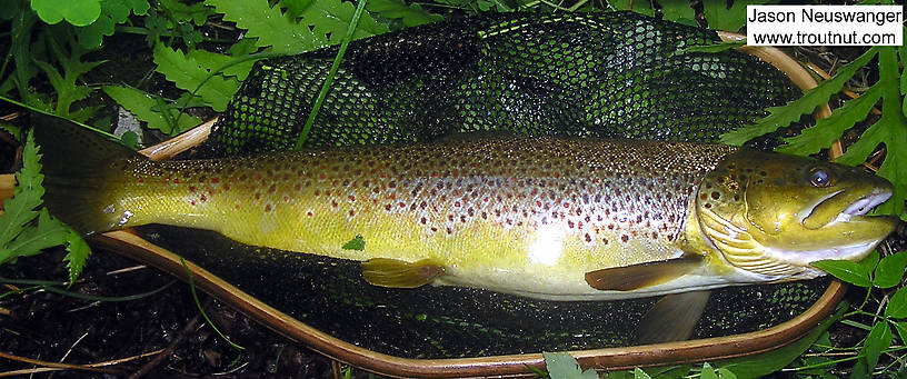 This beautiful 21 inch brown was the first of several nice trout I caught in the best night of Isonychia fishing I've ever had. She smashed a big dry fly off the surface and fought like a nuclear submarine. From the Namekagon River in Wisconsin.