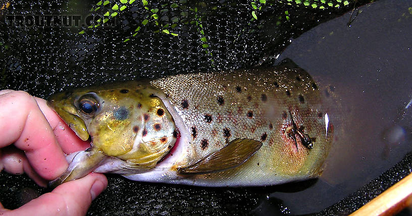 Brown trout are surprisingly durable creatures.  I caught this one with a healed hooking wound in the corner of its mouth and somebody's Copper John nymph stuck in its side.  I extracted the nymph and released the fish. From the Namekagon River, Guillotine Hole in Wisconsin.