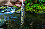 Pretty little Crescenti Cutthroat x Beardslee Rainbow cutbow. From Barnes Creek in Washington.