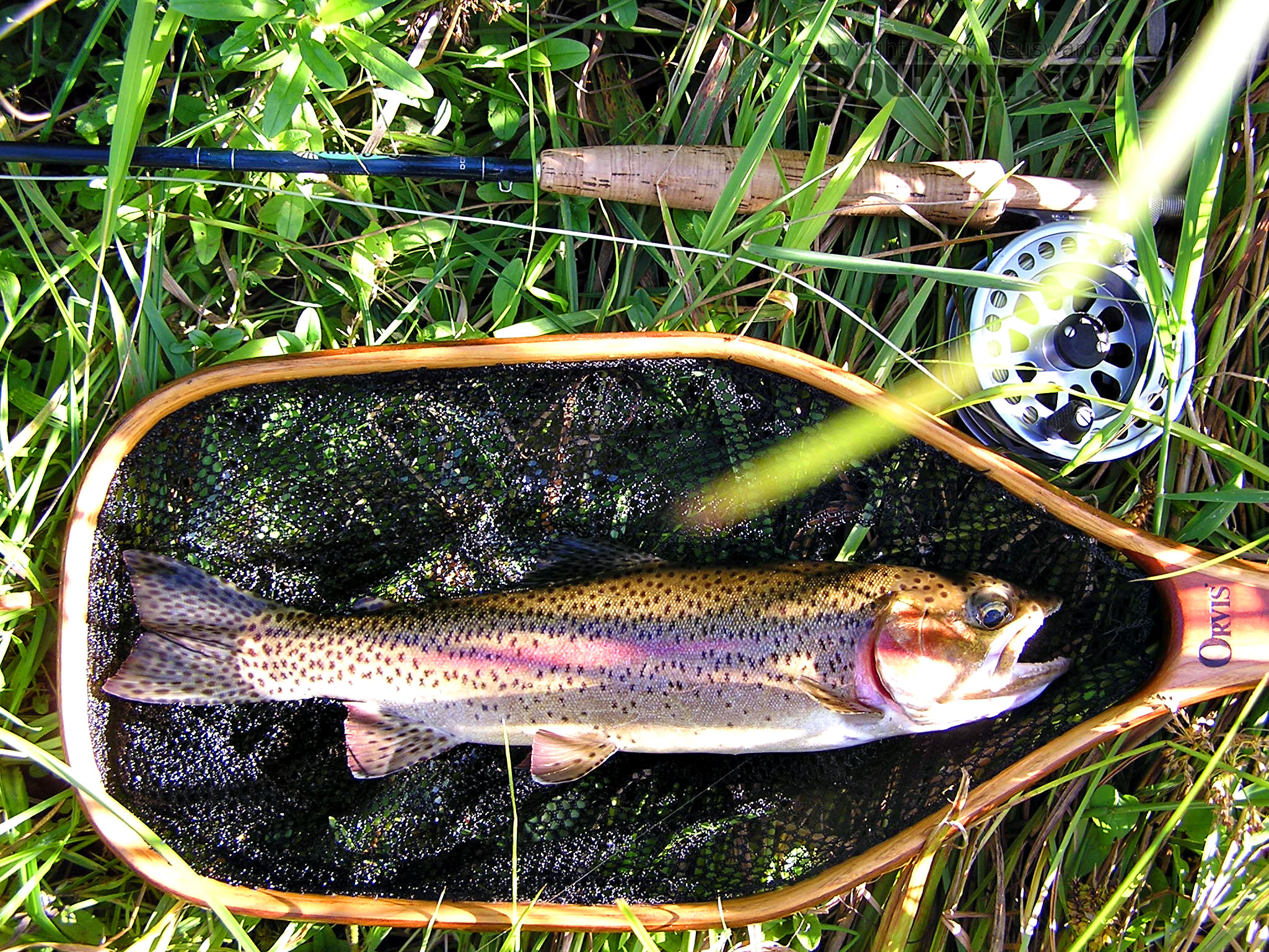 This 15-inch rainbow looks a little strange. From the Bois Brule River in Wisconsin.