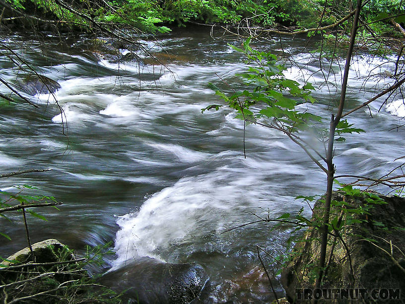 Good trout, both browns and rainbows, sometimes reside in the calm pockets alongside roaring rapids like these where most of the canoe traffic shoots quickly past.  Few fishermen stop to cover these areas. From the Bois Brule River, Little Joe Rapids in Wisconsin.