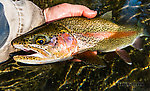 Nice rainbow with just a bit of cutthroat blood in the mix From Mystery Creek # 218 in Wyoming.
