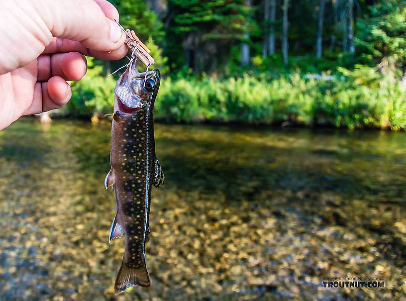 This little brook trout was the picture of ambition. From Mystery Creek # 218 in Wyoming.