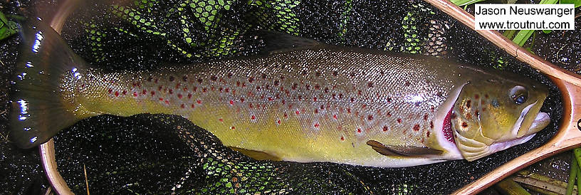 This 18 inch brown trout took an experimental Isonychia nymph imitation. From the Namekagon River in Wisconsin.