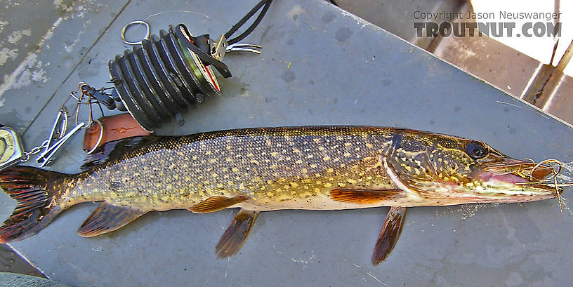 This snaky northern pike slammed my smallie streamer. From the West Fork of the Chippewa River in Wisconsin.