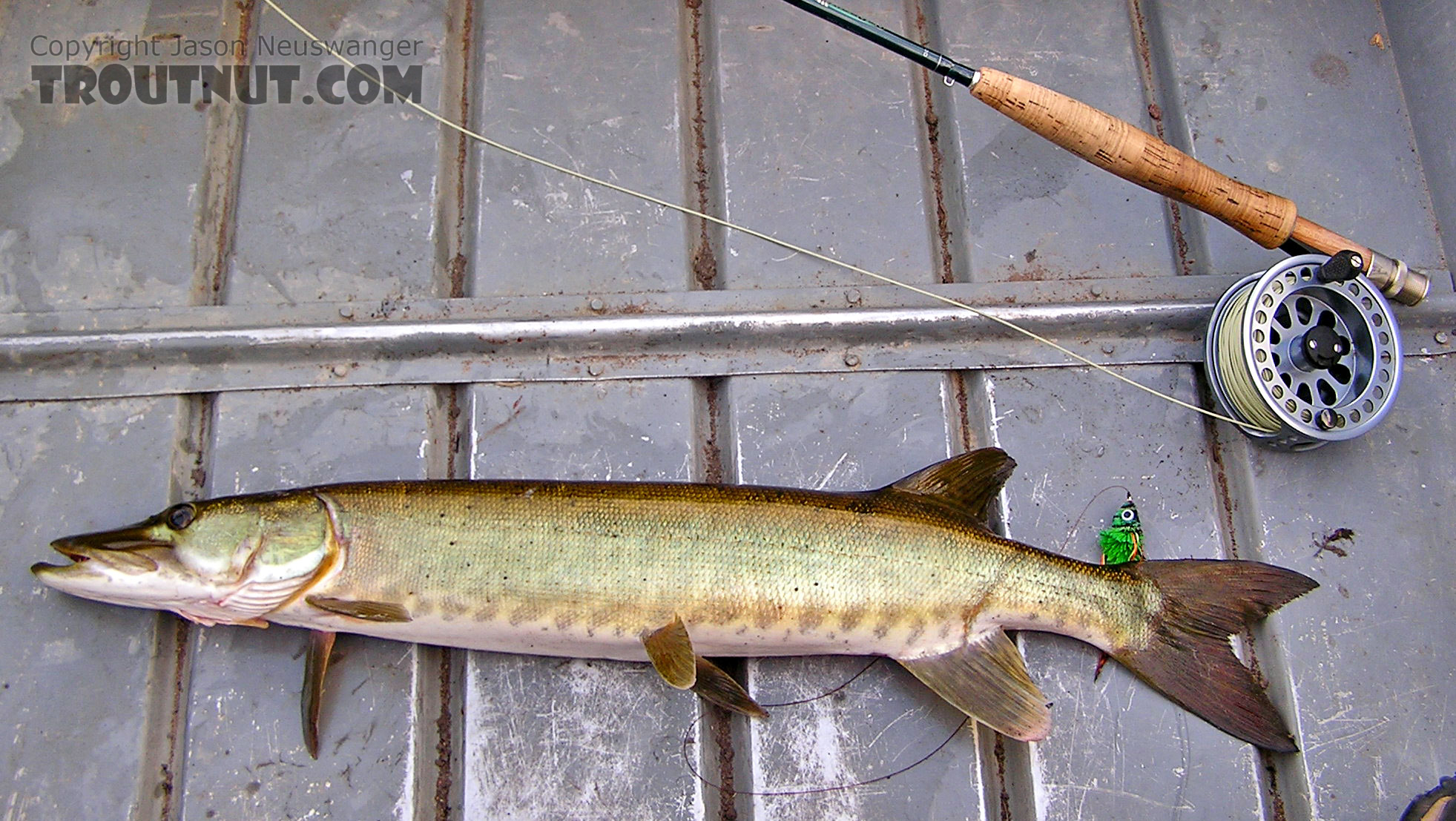 This is my first musky on the fly, a 25 incher. From the West Fork of the Chippewa River in Wisconsin.