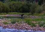 This cow moose watched me from a slough upstream while I fished a good pool on Rock Creek. From Rock Creek in Montana.