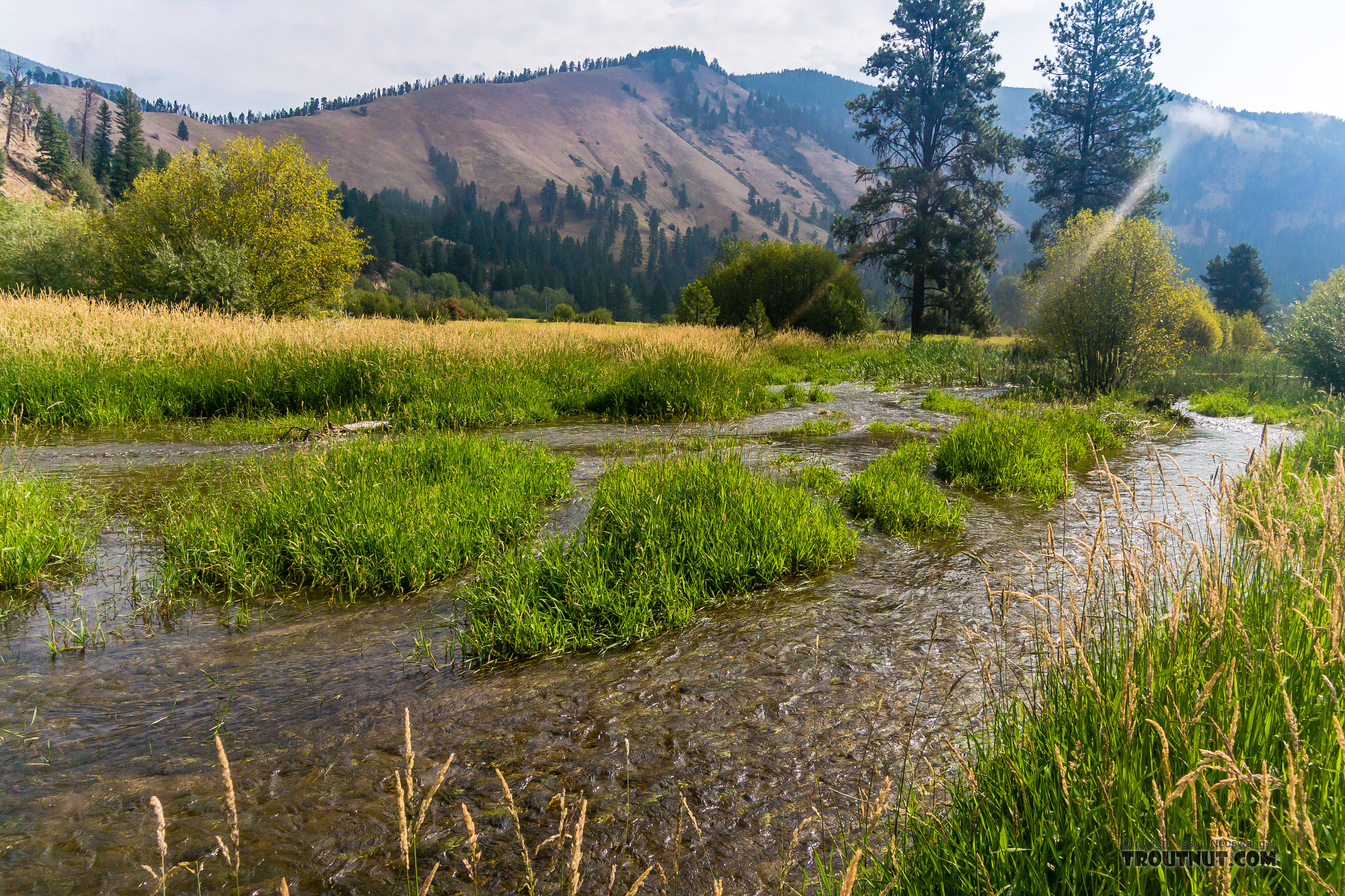 Overflow from a beaver pond cuts a fresh channel through this meadow along Rock Creek. From Rock Creek in Montana.