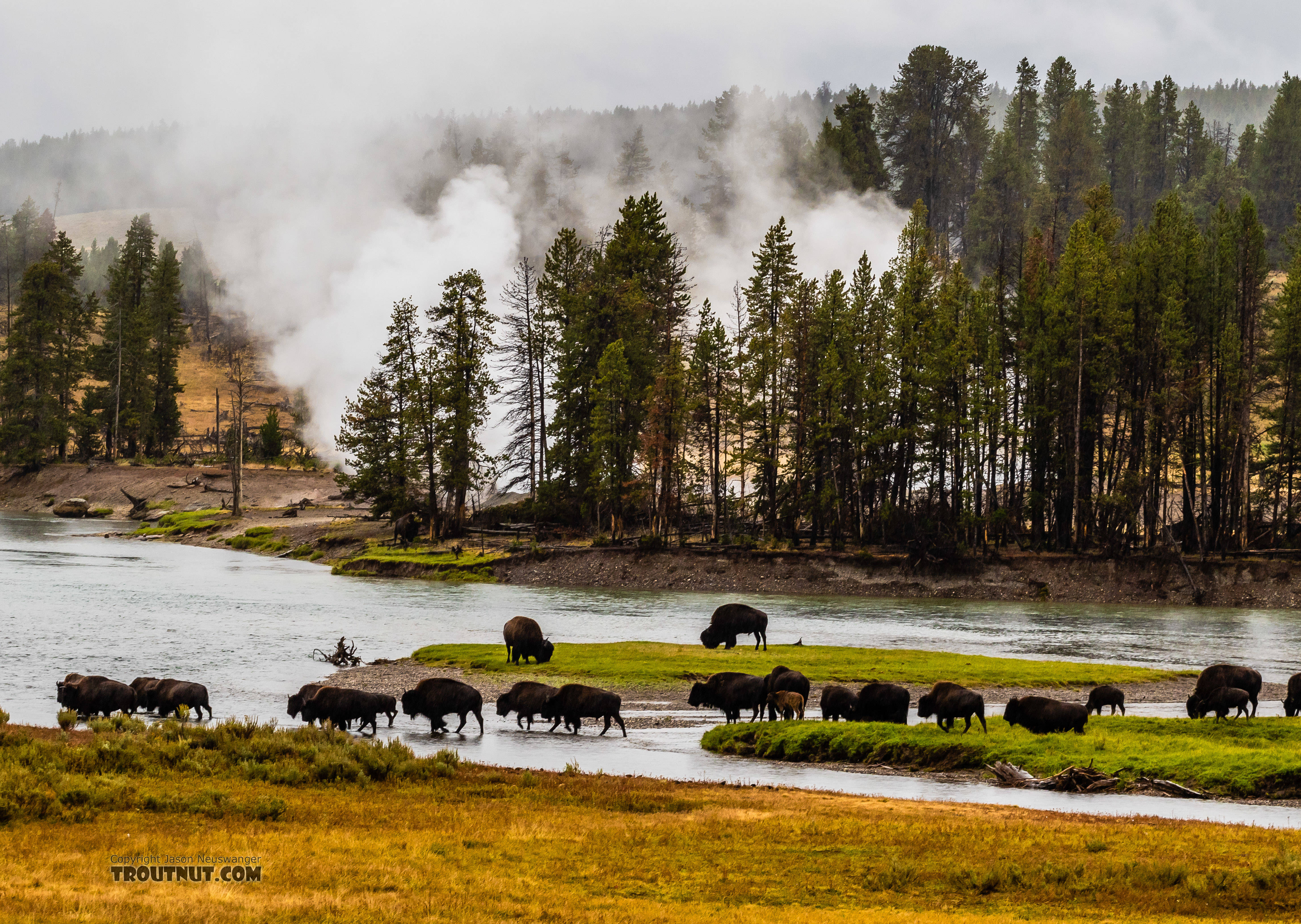 Bison crossing the Yellowstone River From the Yellowstone River in Wyoming.
