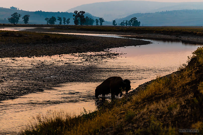 Bison crossing the Lamar River in Yellowstone From the Lamar River in Wyoming.