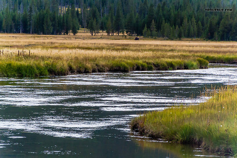 A lone bison feeds in the background across a meadow reach of the Gibbon River. From the Gibbon River in Wyoming.