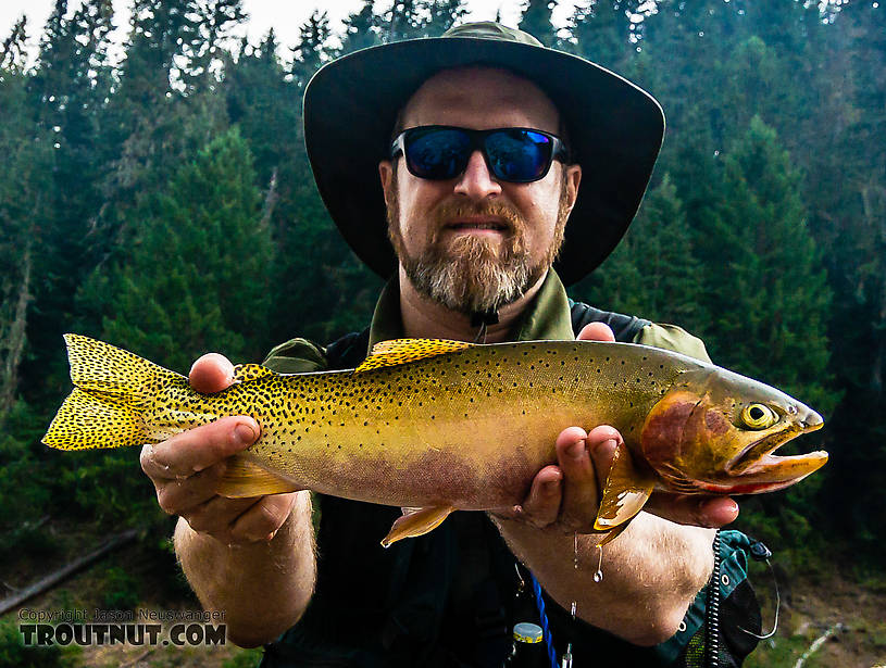 My nicest Westslope cutthroat to date (17 inches) struck an unfortunate dead-looking eyeball pose in this photo, but I promise it was released healthy and vigorously swam away. From the North Fork Couer d'Alene River in Idaho.