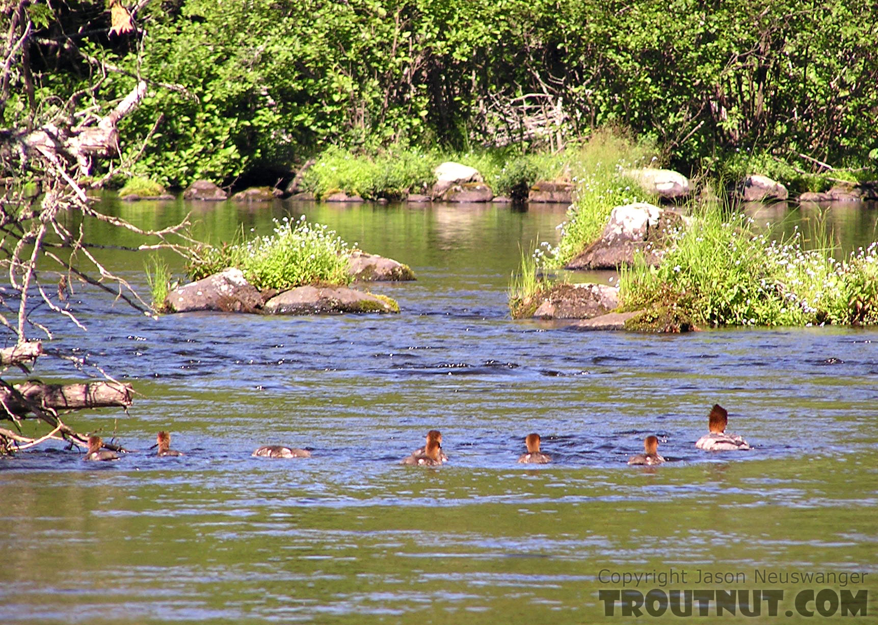 A brood of trout-eating mergansers lurks on a fertile trout stream. From the Bois Brule River in Wisconsin.