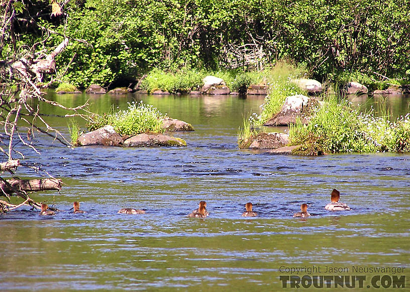 A brood of trout-eating mergansers lurks on a fertile trout stream. From the Bois Brule River in Wisconsin.
