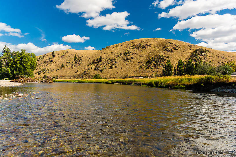  From the Bitterroot River in Montana.
