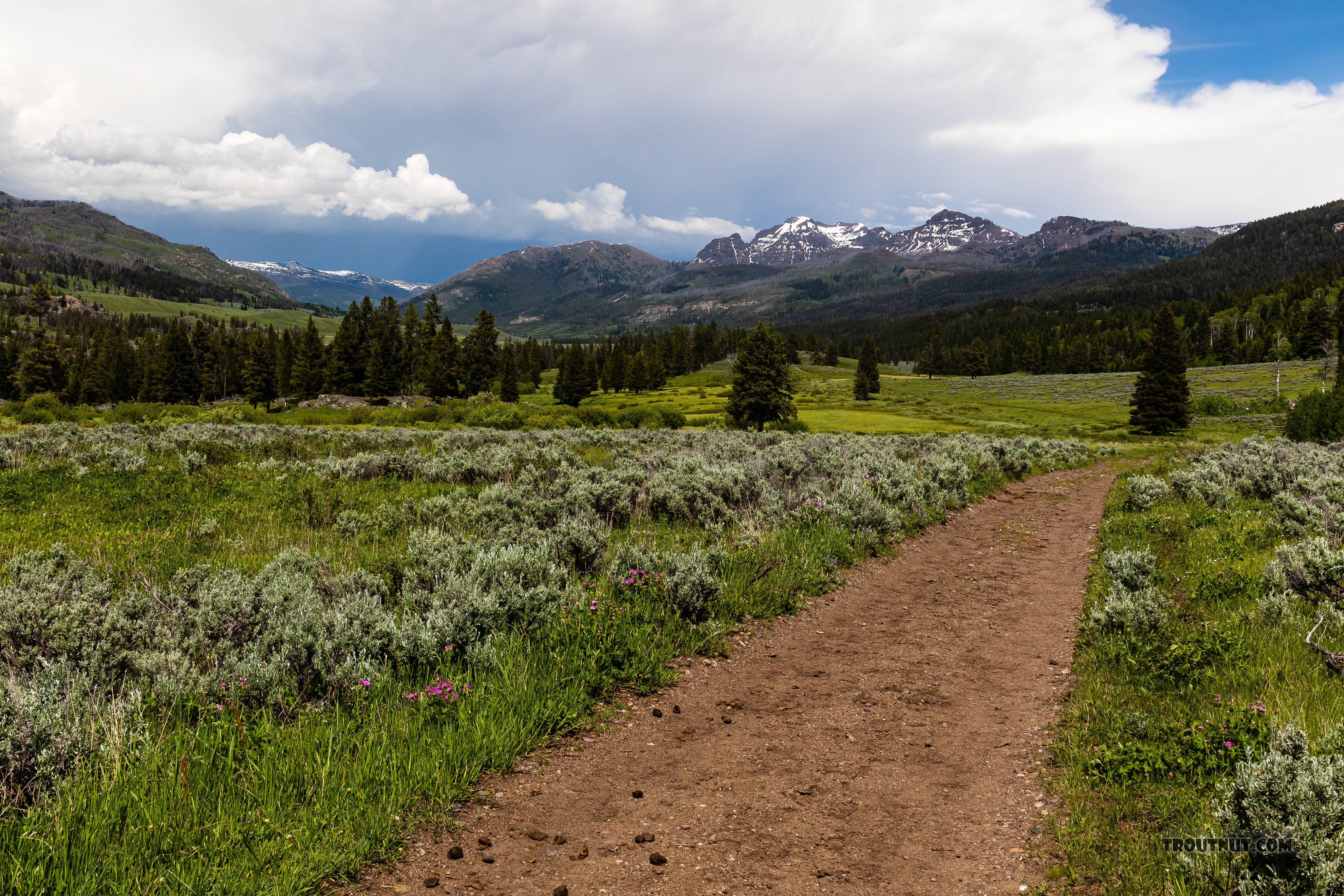 The trail up Slough Creek is one of the most well-trodden in the Yellowstone backcountry, but it still didn't feel crowded at all once we got beyond the first meadow. From Slough Creek in Wyoming.