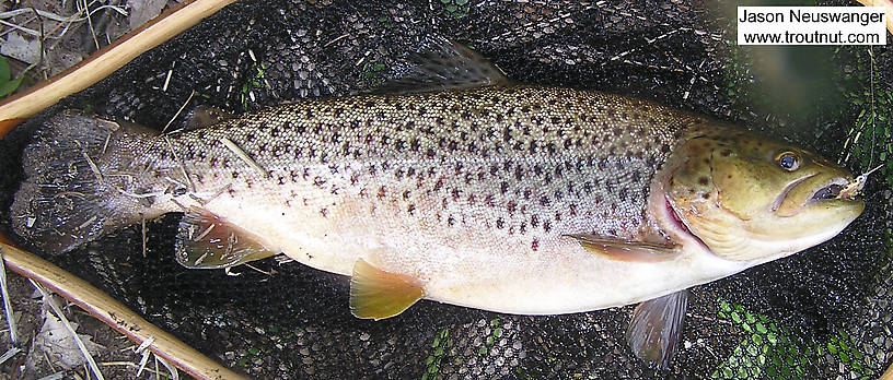 This 15 inch brown trout is the fattest I've ever seen in my life.  It's not full of eggs or anything; it's just in astonishingly good condition.  It took a Hexagenia limbata nymph imitation in the evening before the hatch. From the Couderay River in Wisconsin.