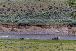 Two bison cooling off in the Lamar River From the Lamar River in Wyoming.