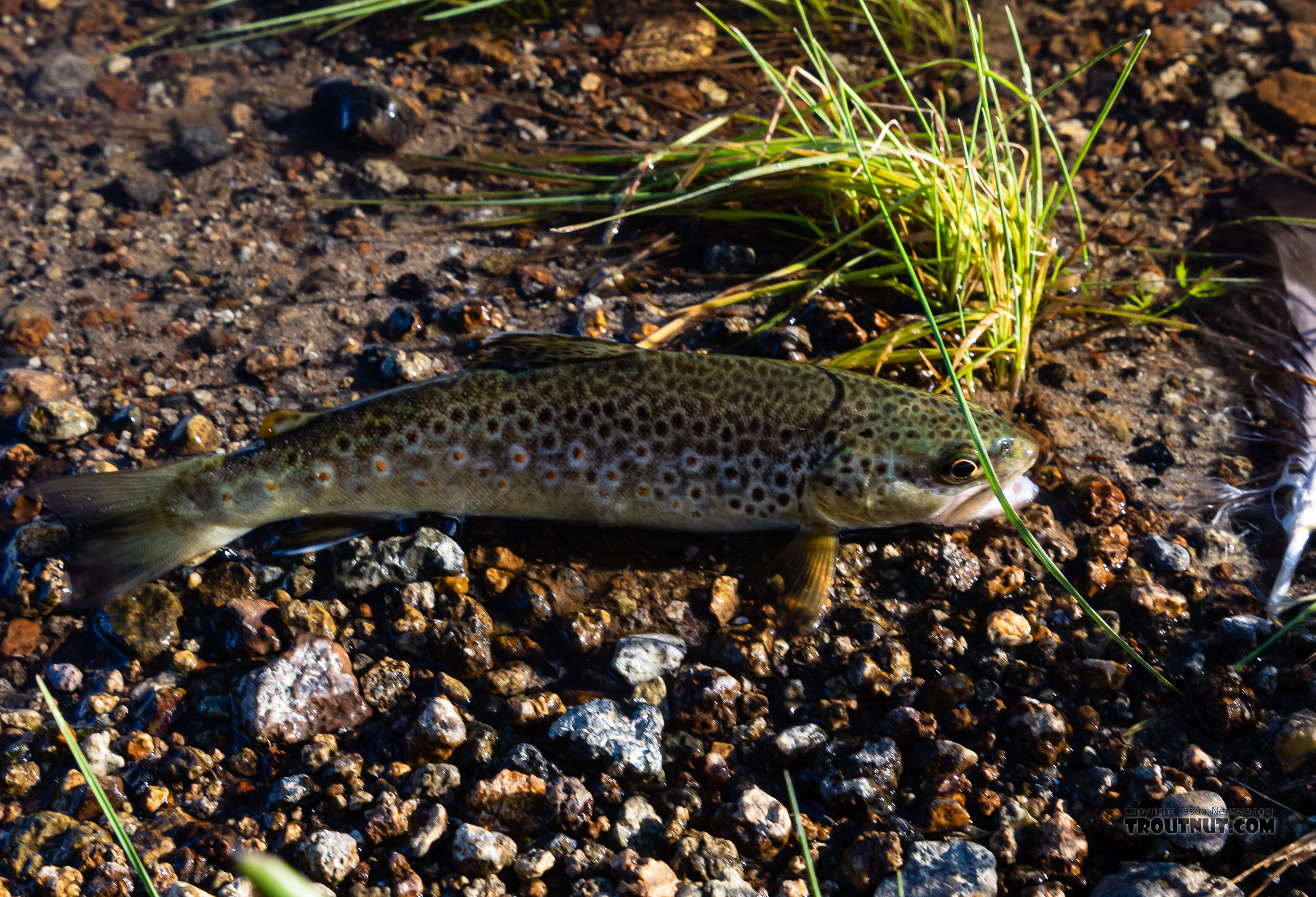 This little brown trout was released in the shallows but really wanted a picture so it jumped back onto dry land and posed like this. Then I insisted it go back in the water. From the Gibbon River in Wyoming.