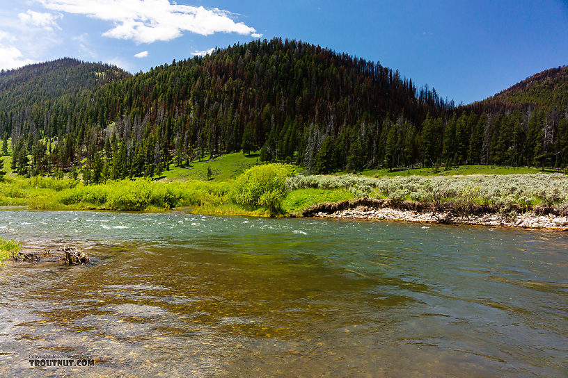  From the Gallatin River in Montana.