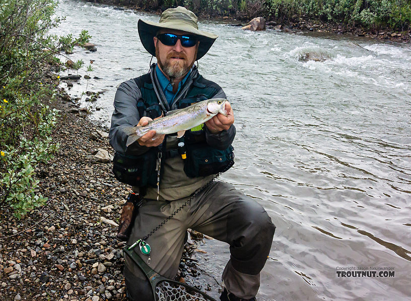 One of five small-medium rainbows I caught on the Ruby despite high water from a recent thundershower. From the Ruby River in Montana.